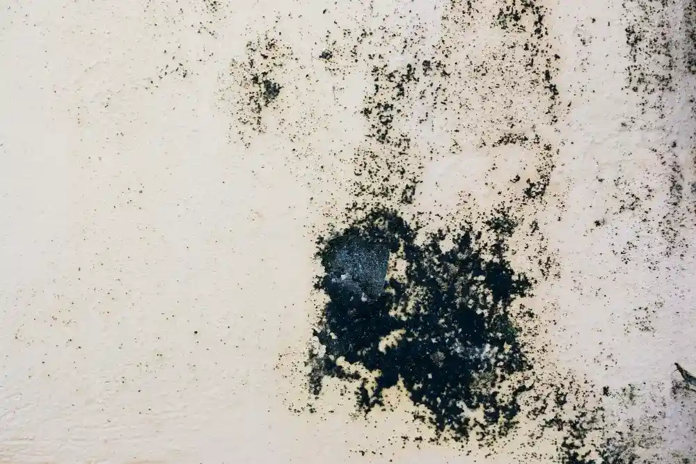Mold Assessment