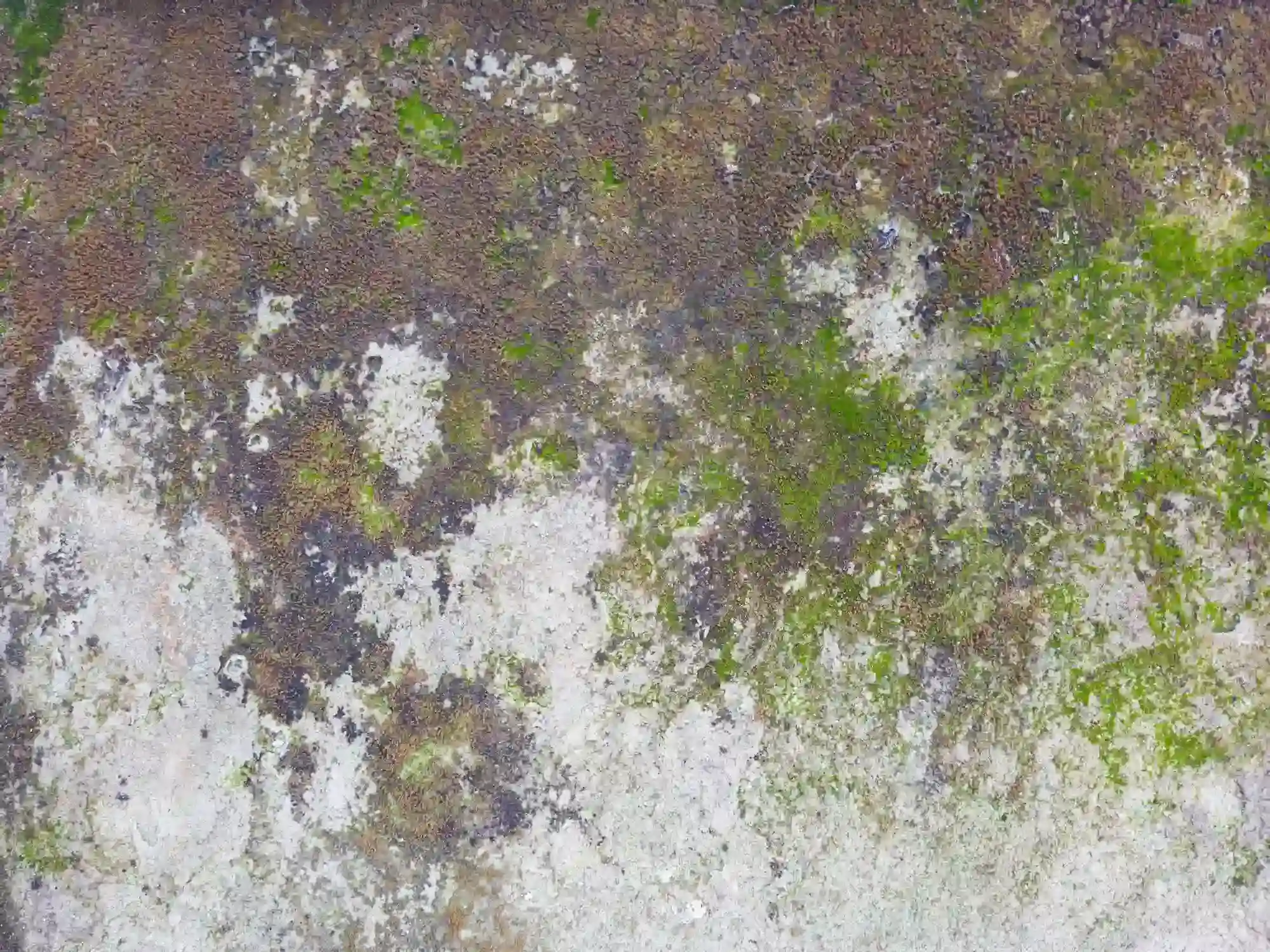 Multiple-kinds-of-mold-on-a-wall